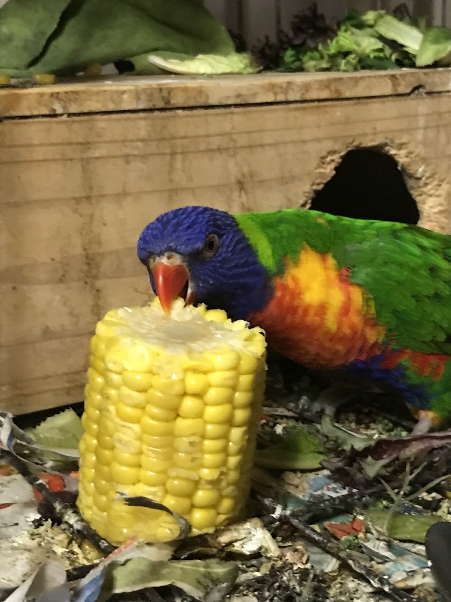 Select Chickens Photos 2